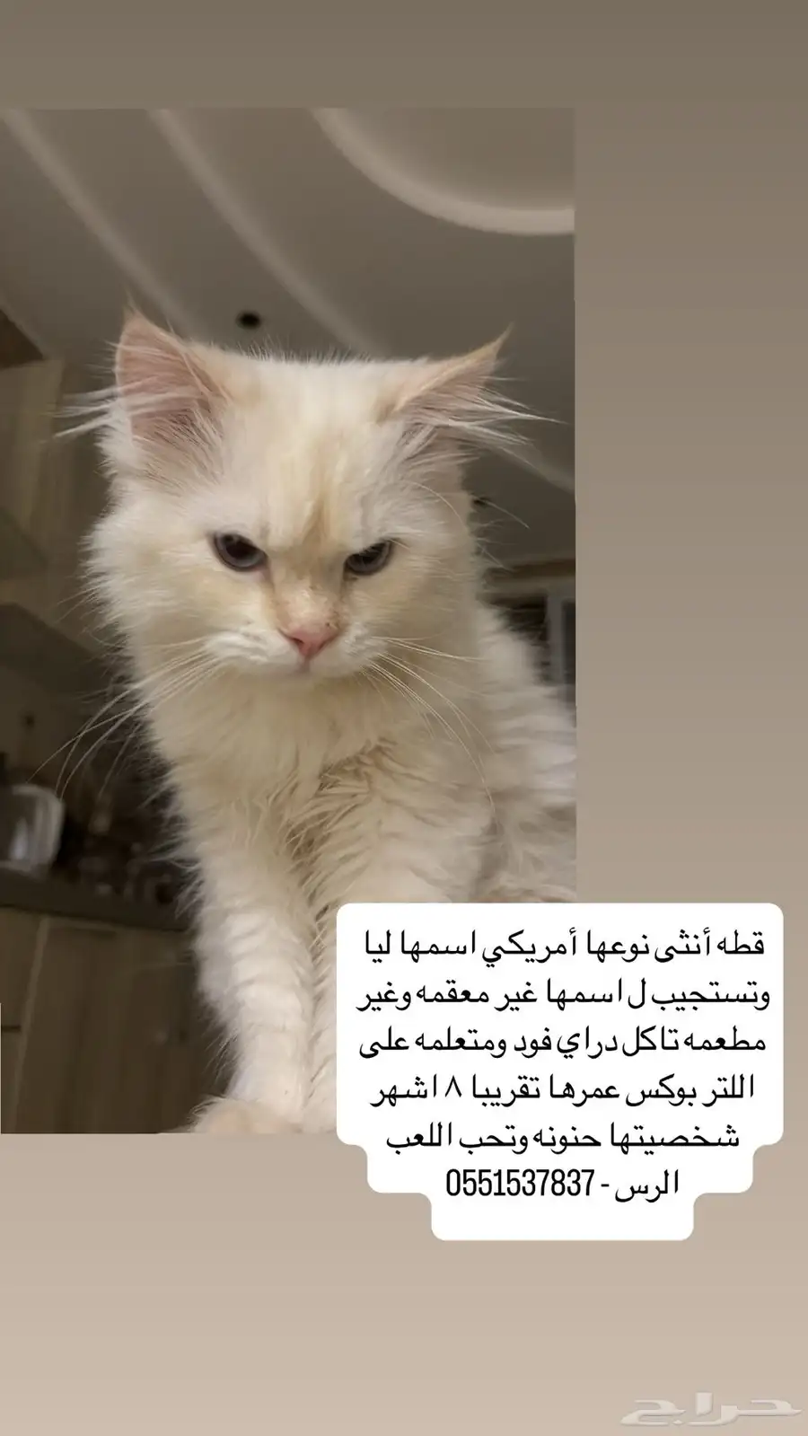 قطه لتبني عاجل مهدده بالطرد 0