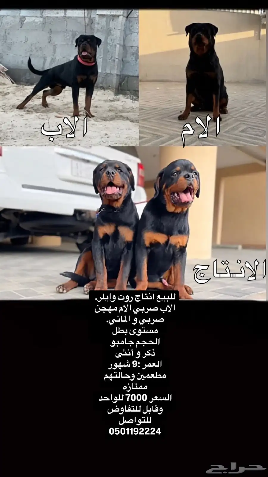 روت وايلر للبيع 0