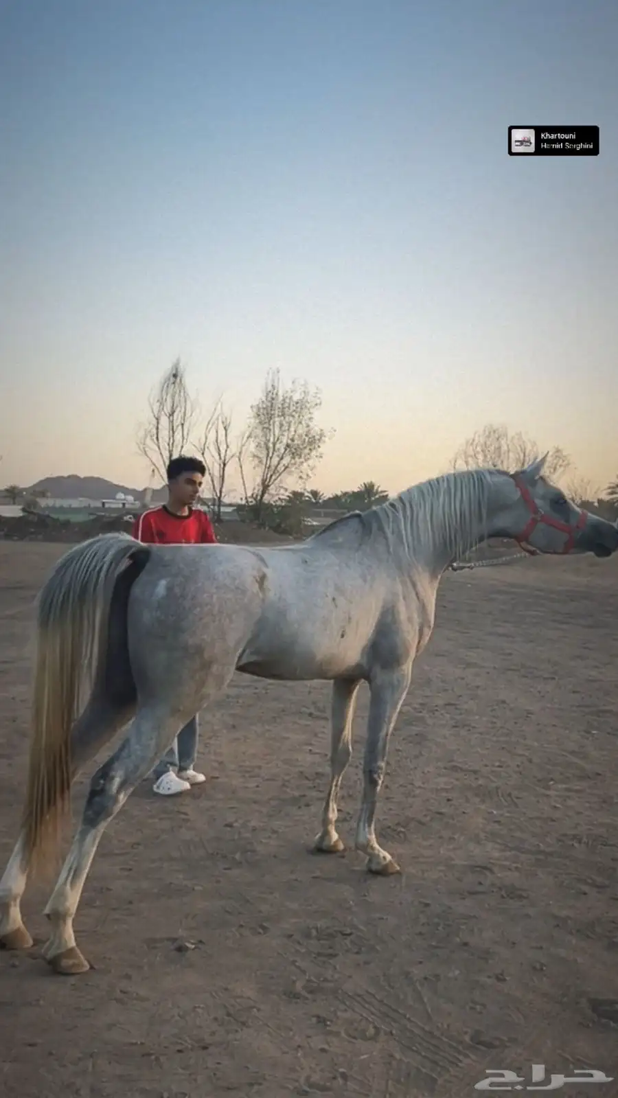 حصان شعبي 0