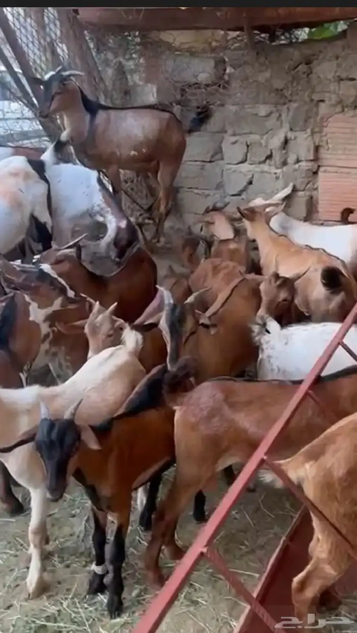 تيوس وخرفان 0