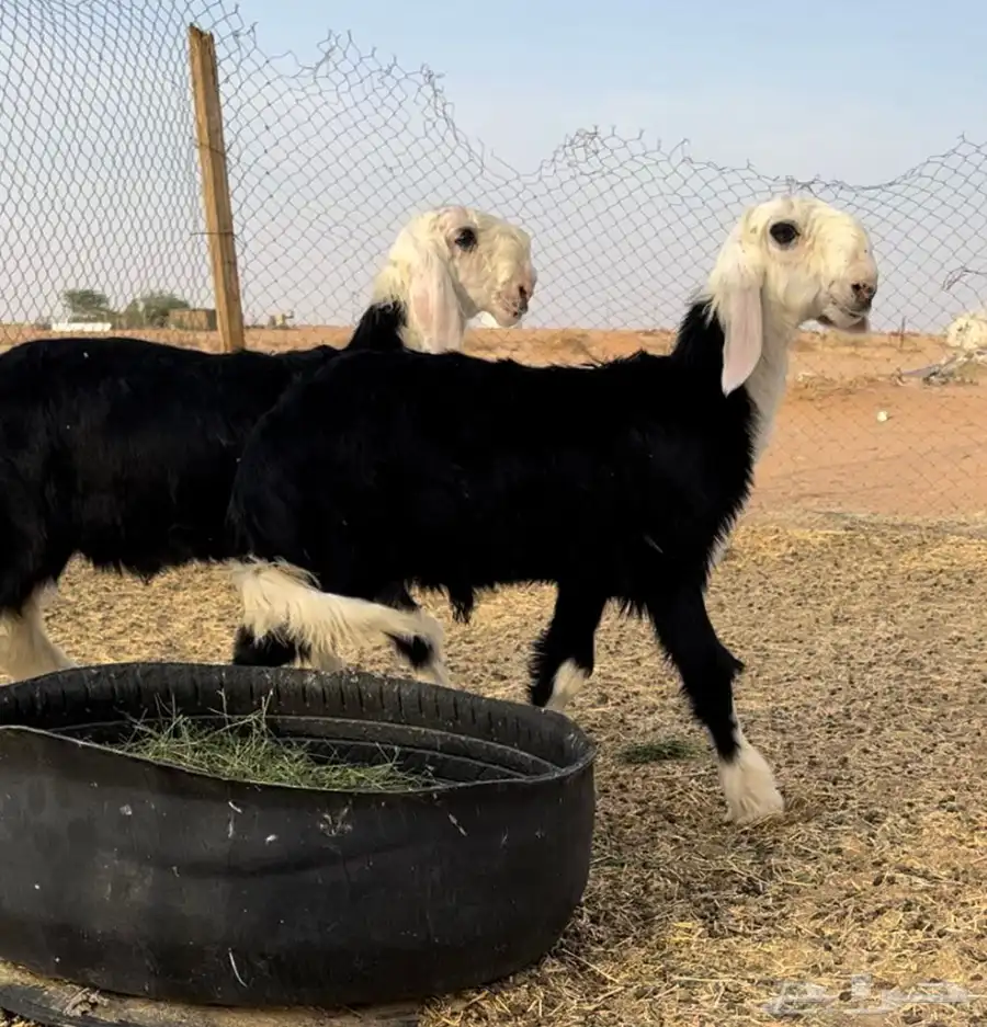 طليان نجد خصم 0