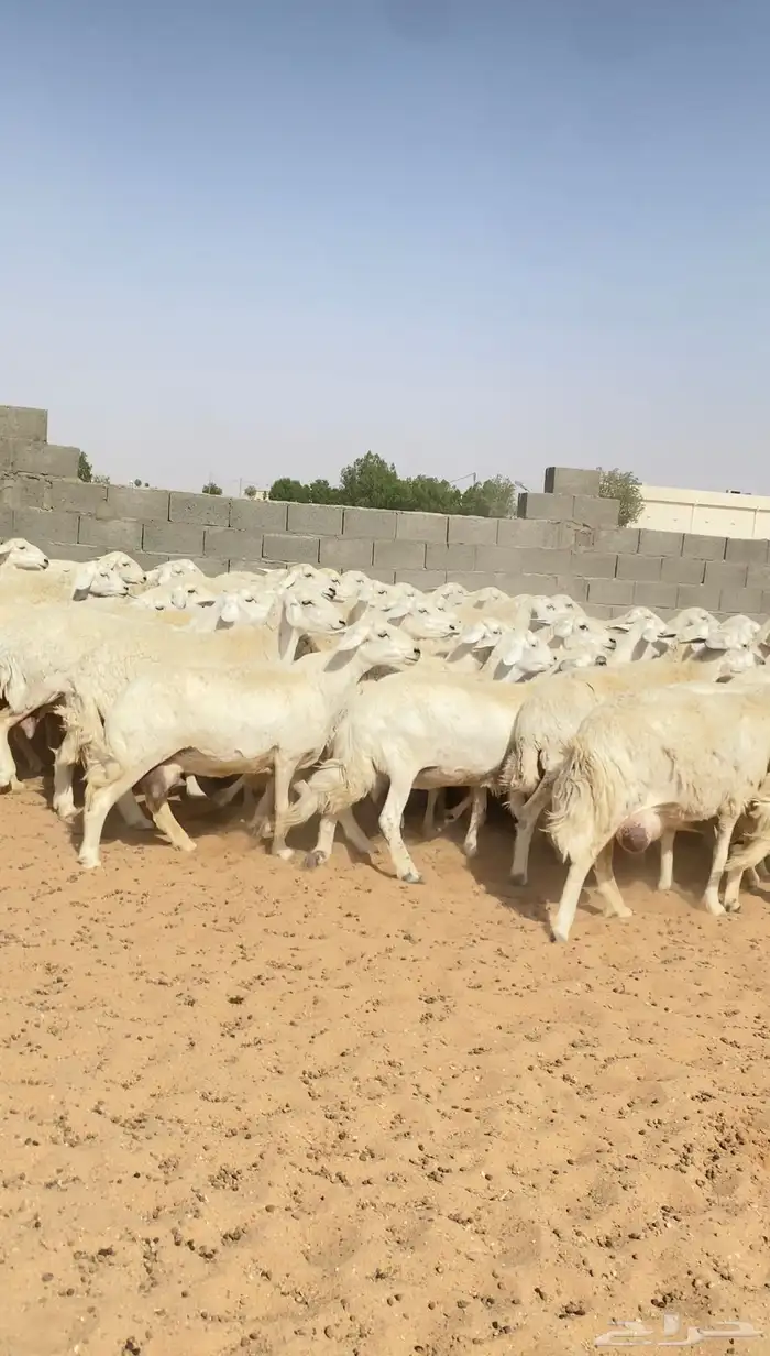 غنم متابيع حريات حرش مراح واحد 59 يتبعها 59( تم البيع ) 2