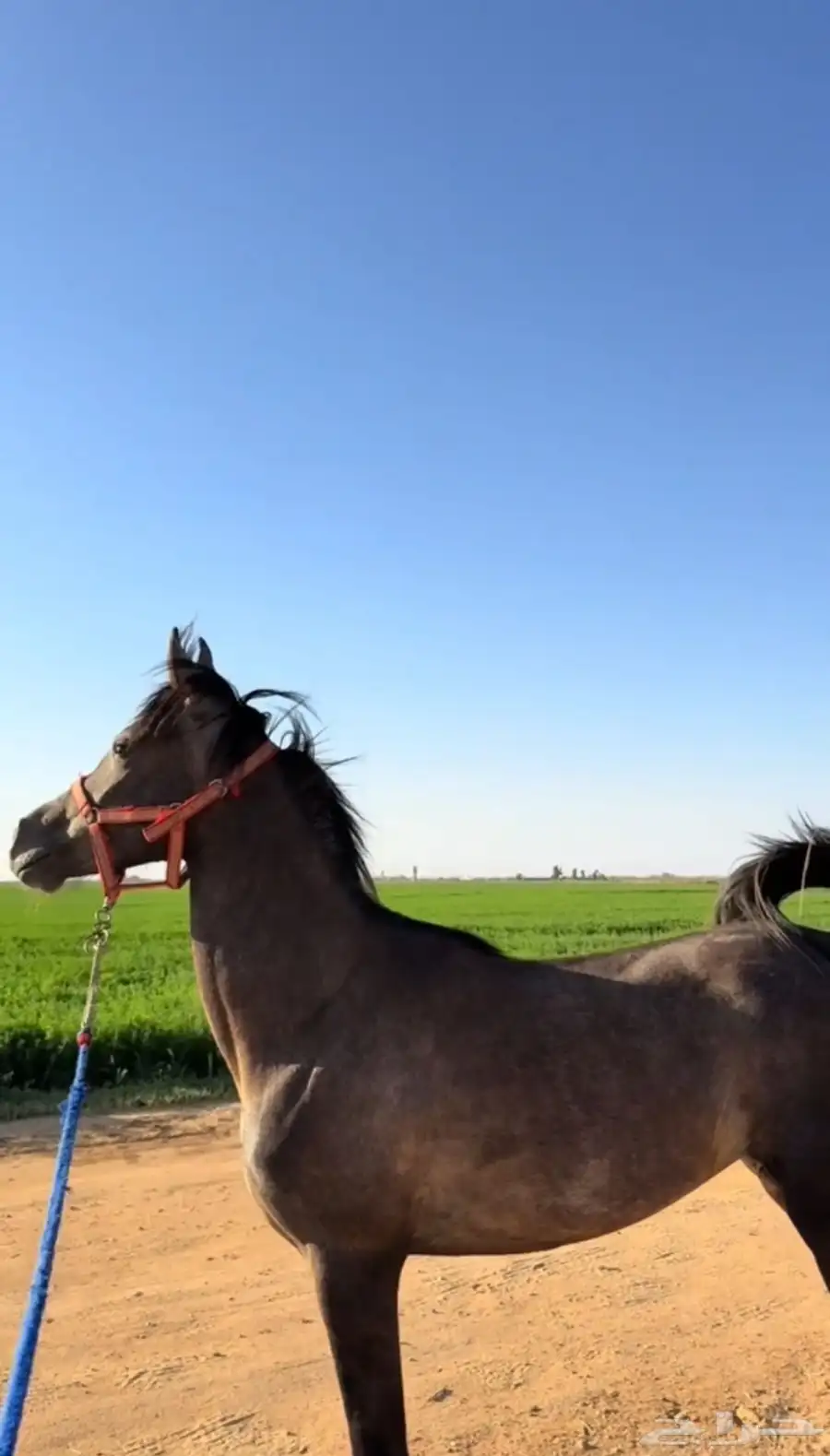 مهره شعبيه 0