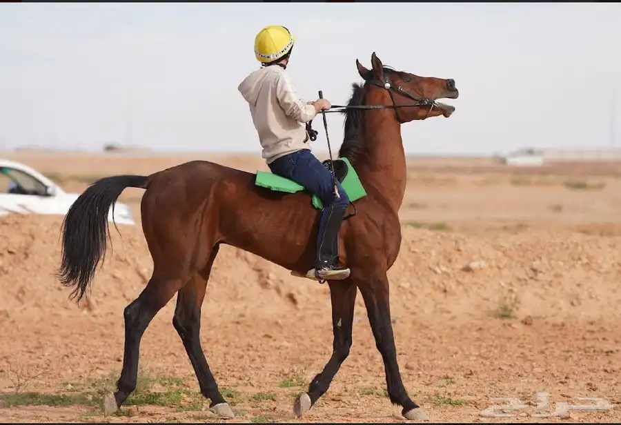 حصان شعبي للبيع وا سبوق   وا طالع على ابطال 3