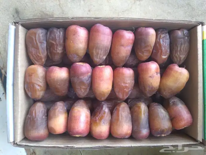 ونانة وبرني 0