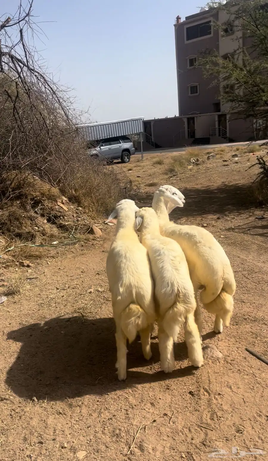 للبيع خرفان مبادي ولا مناسبات ولا ذبايح ثلاجه 2