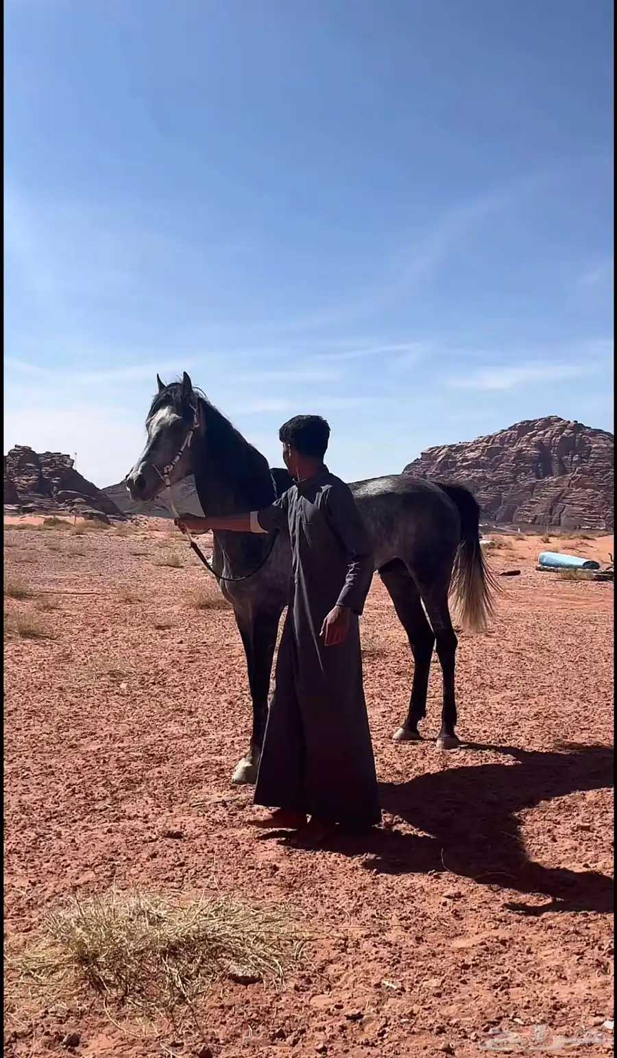 خيل حصان شعبي سباق index