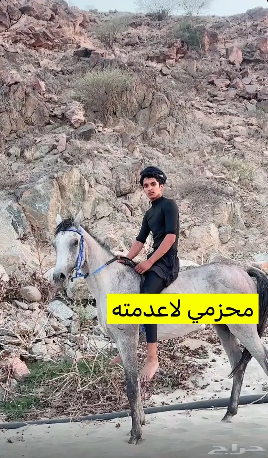 حصان كفو وسبوق له مستقبل 2