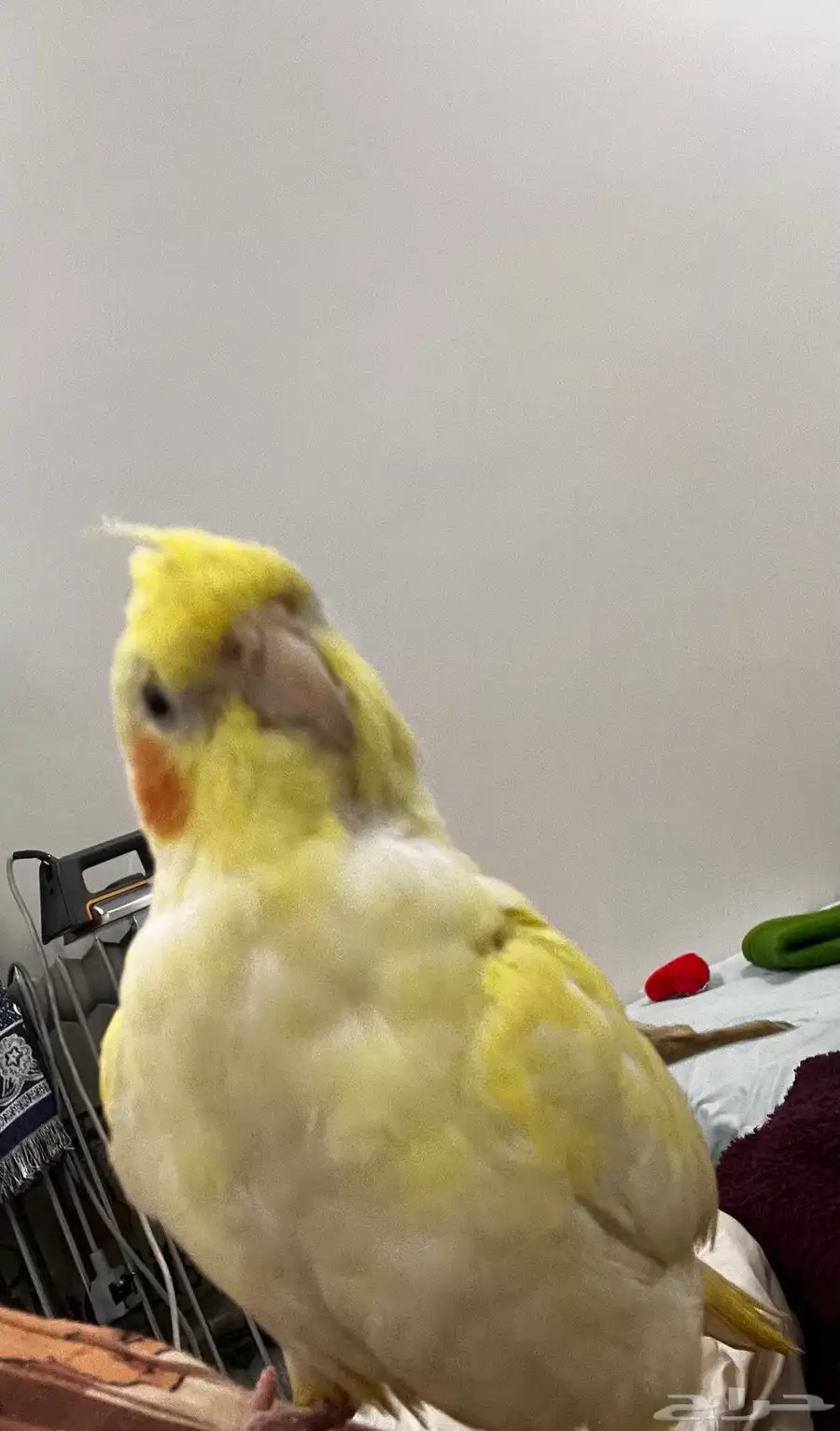 ببغاء للبيع .. 4