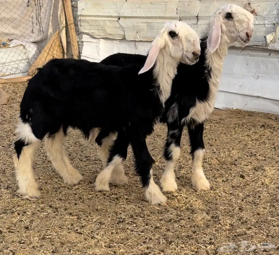 طليان نجد خصم 4