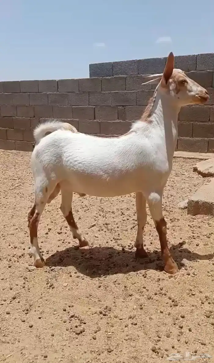 تيوس ذبايح يوجد ذبح وتوصيل 1