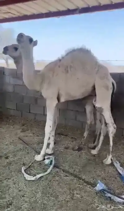 قعدان حليب 1