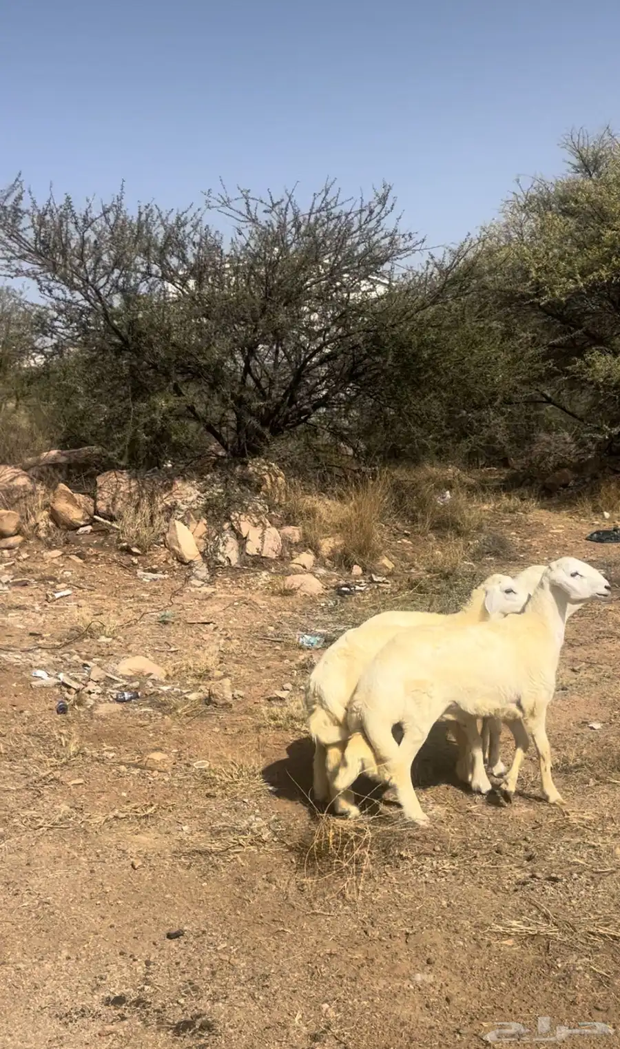 للبيع خرفان مبادي ولا مناسبات ولا ذبايح ثلاجه 3