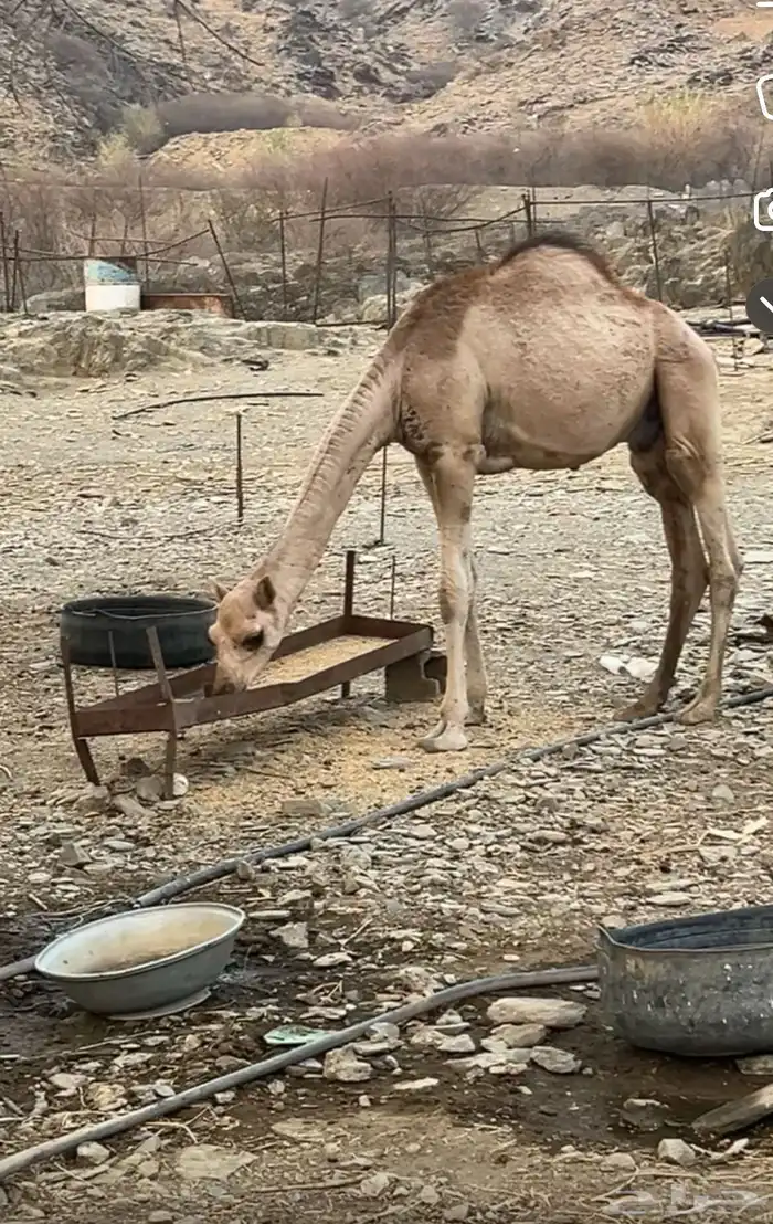قعود للبيع . 0