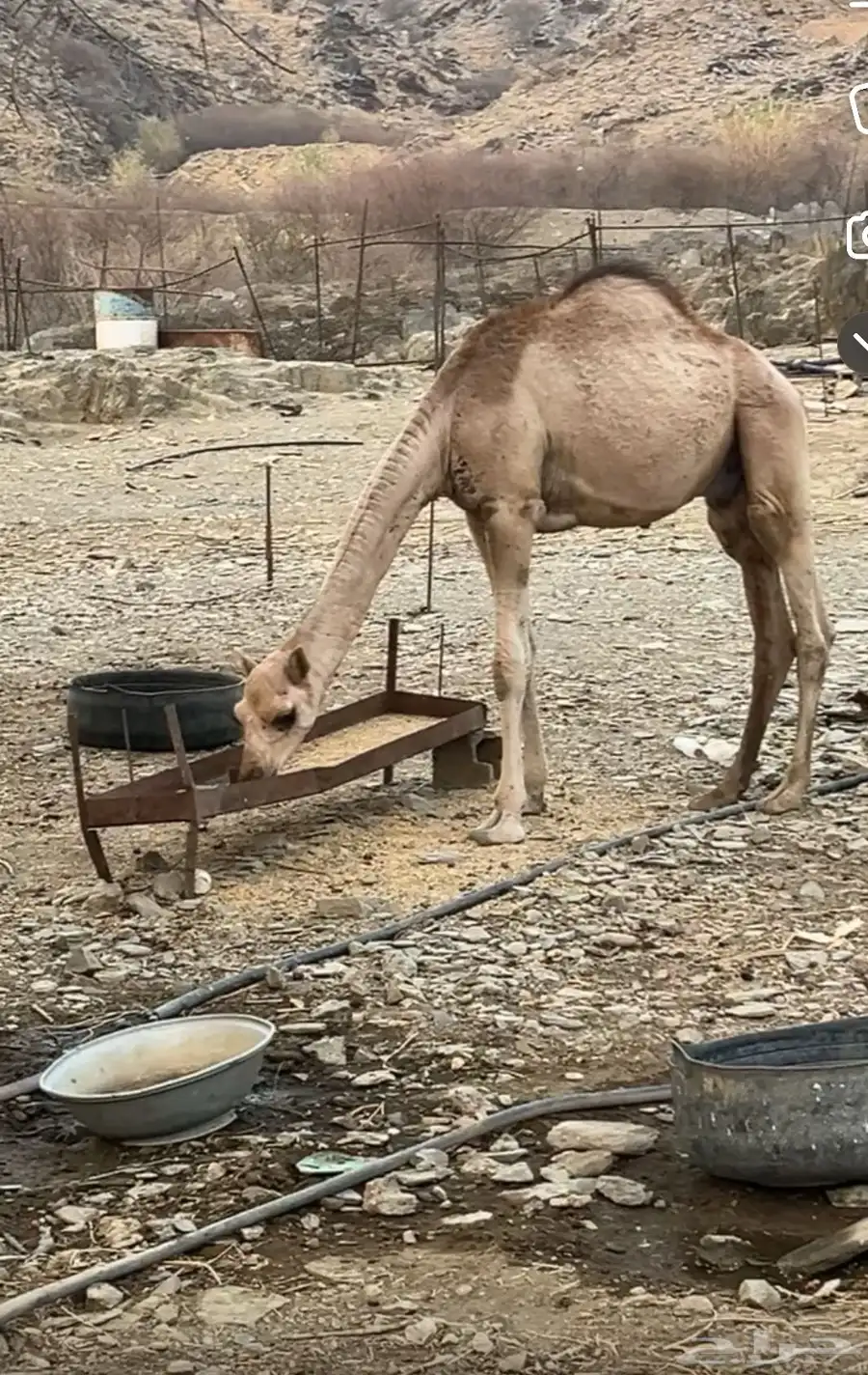 قعود للبيع . 0