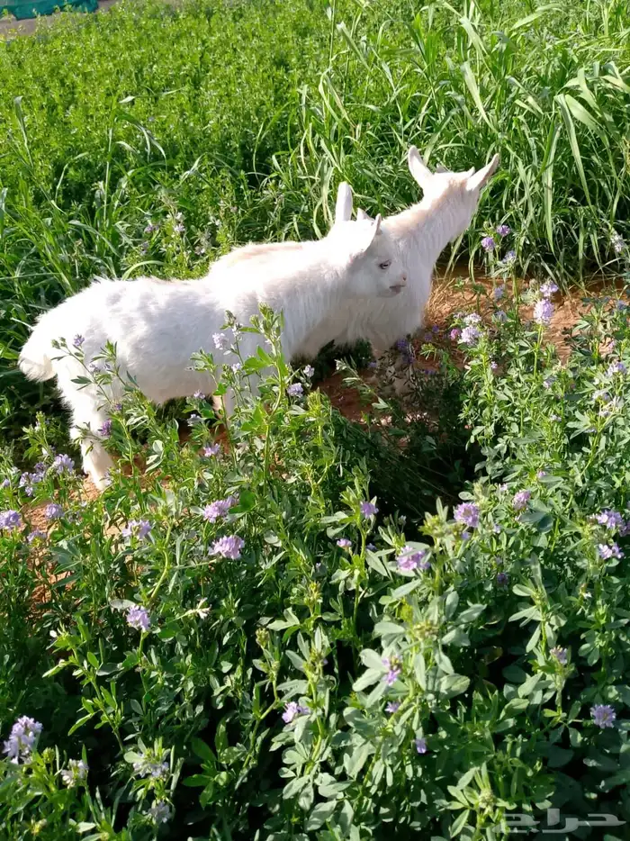 ماعز قزمي للبيع 0