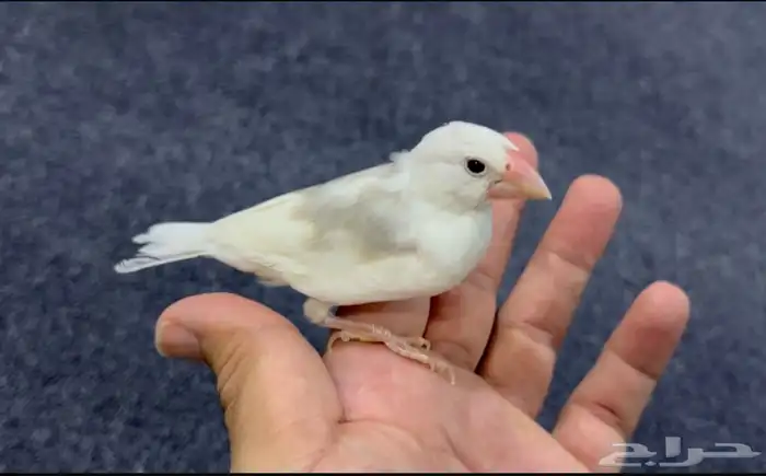 انثى جاوا اليفه جاهزه للانتاج.. تم البيع 0