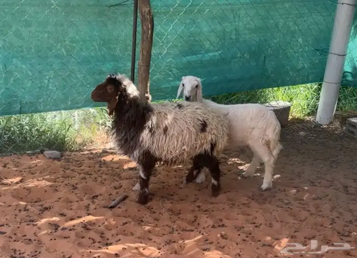 رخال هرافى نعيميه ونجديه 1