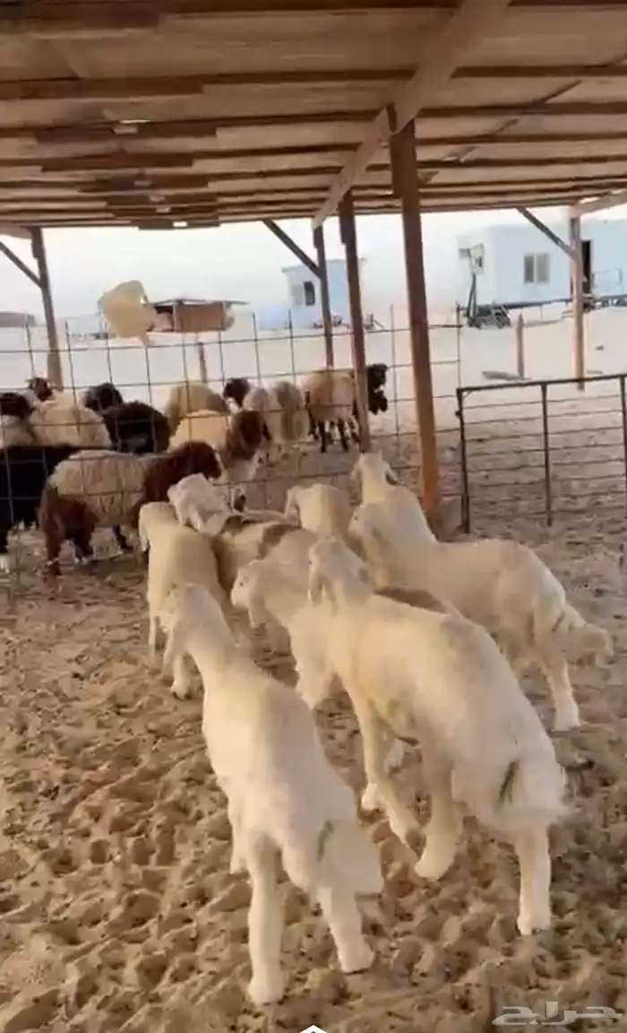بهم حري خرفان لبانيات تم البيع 0