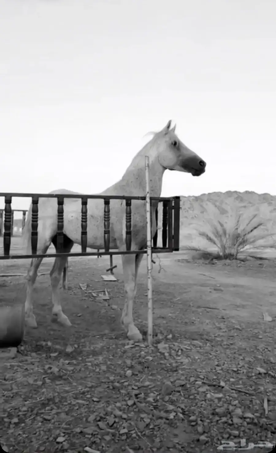 حصان شعبي 0