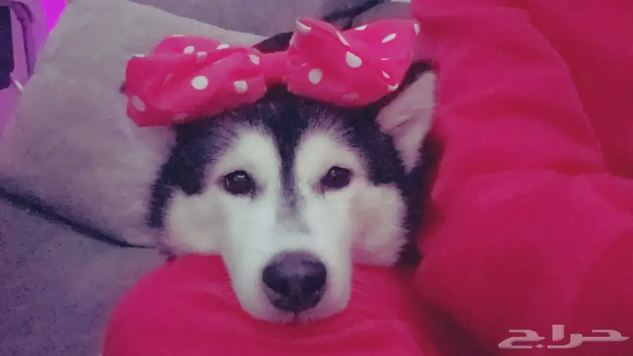 كلب هاسكي للبيع نوعها Alaskan Klee Kai ( هاسكي مصغر) index