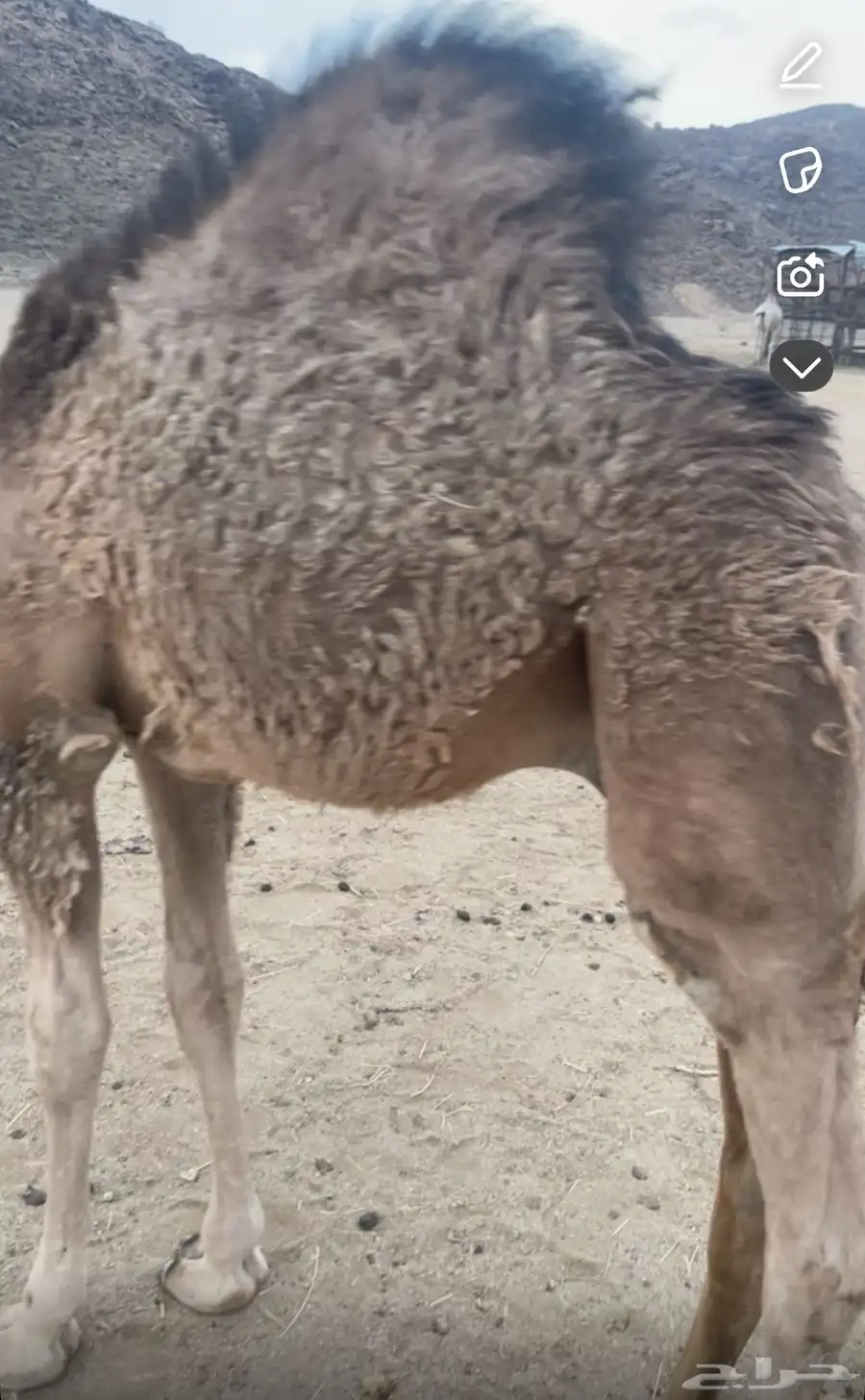 قعود كفو ومغلق عمره 5 شهور 4