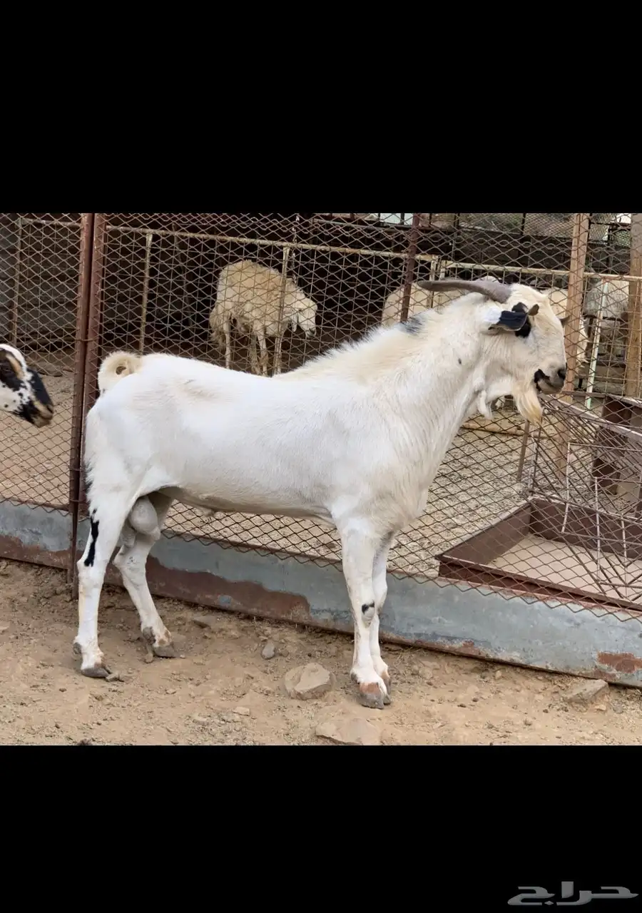 مشاريع فحول بيشيه 3