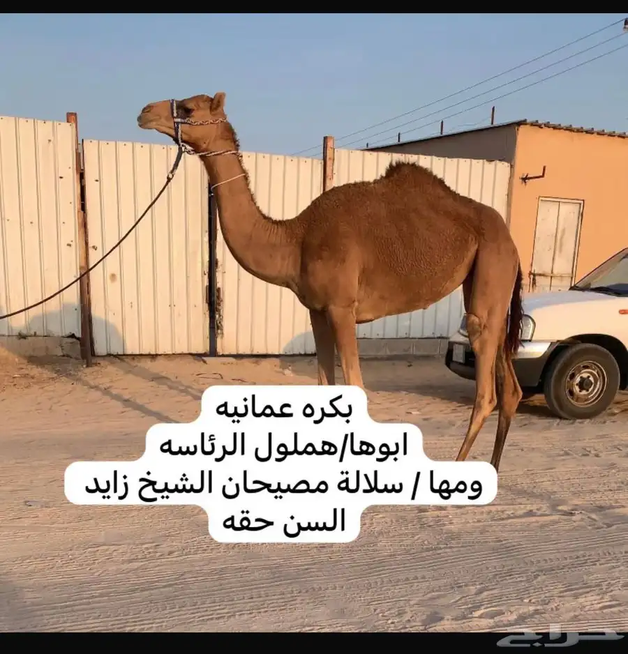 ركايب للبيع حقه ولقيه وناقه صفرا 0