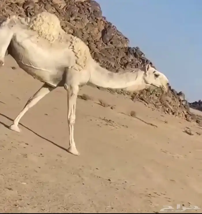 للبيع ناقه وضحا فوق البداوه (( تم البيع)) 0