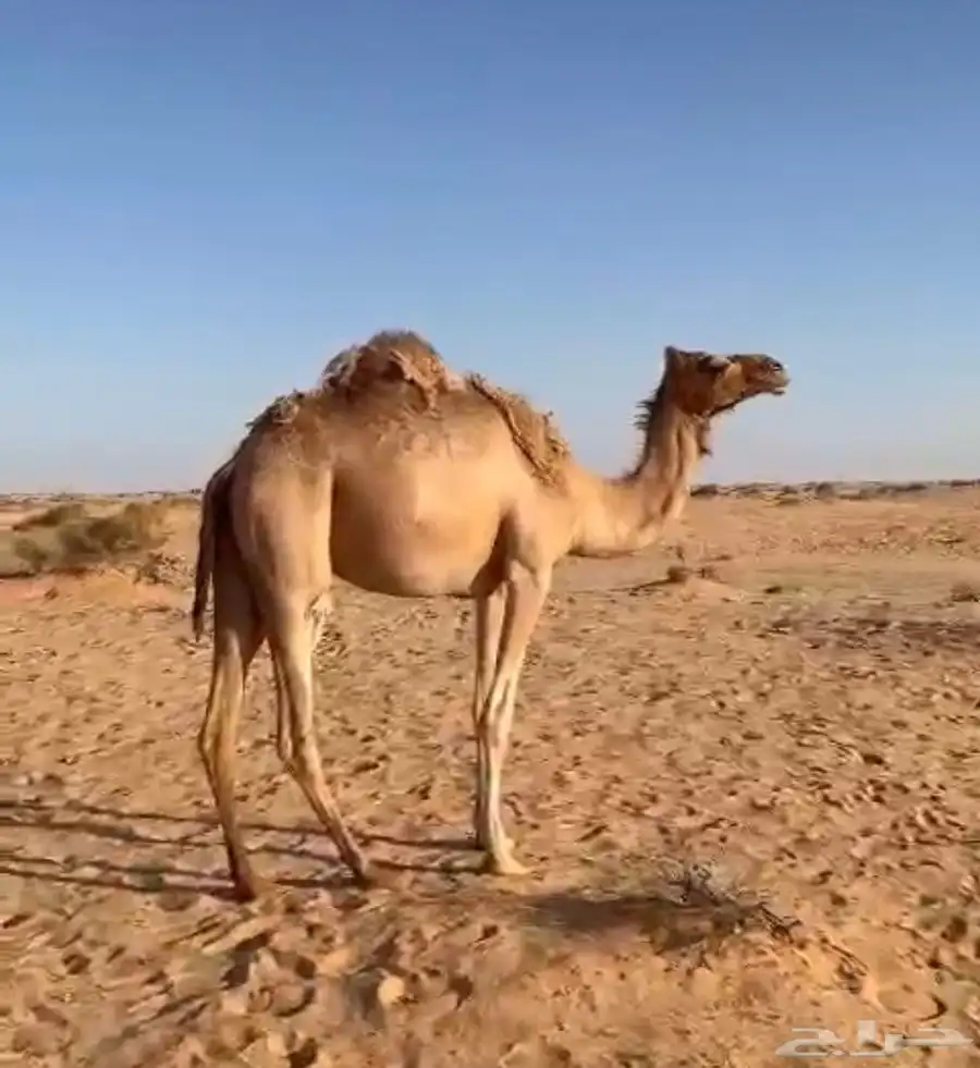 ركايب للبيع حقه ولقيه وناقه صفرا 1