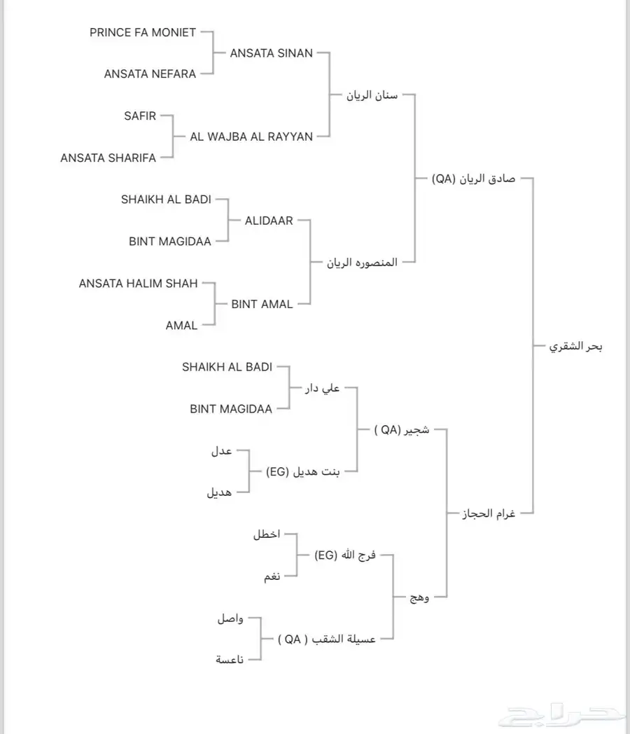 حصان واهو مصري 3
