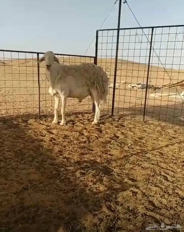 خاروف حري صنف يقرع شرط 3