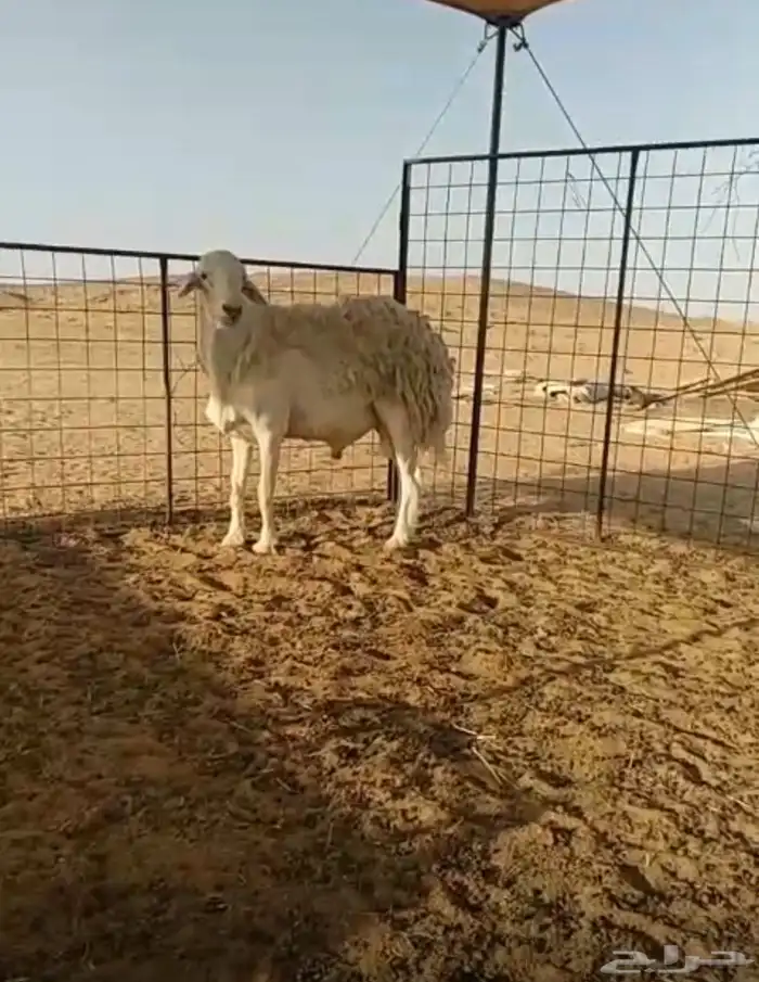 خاروف حري صنف يقرع شرط 4