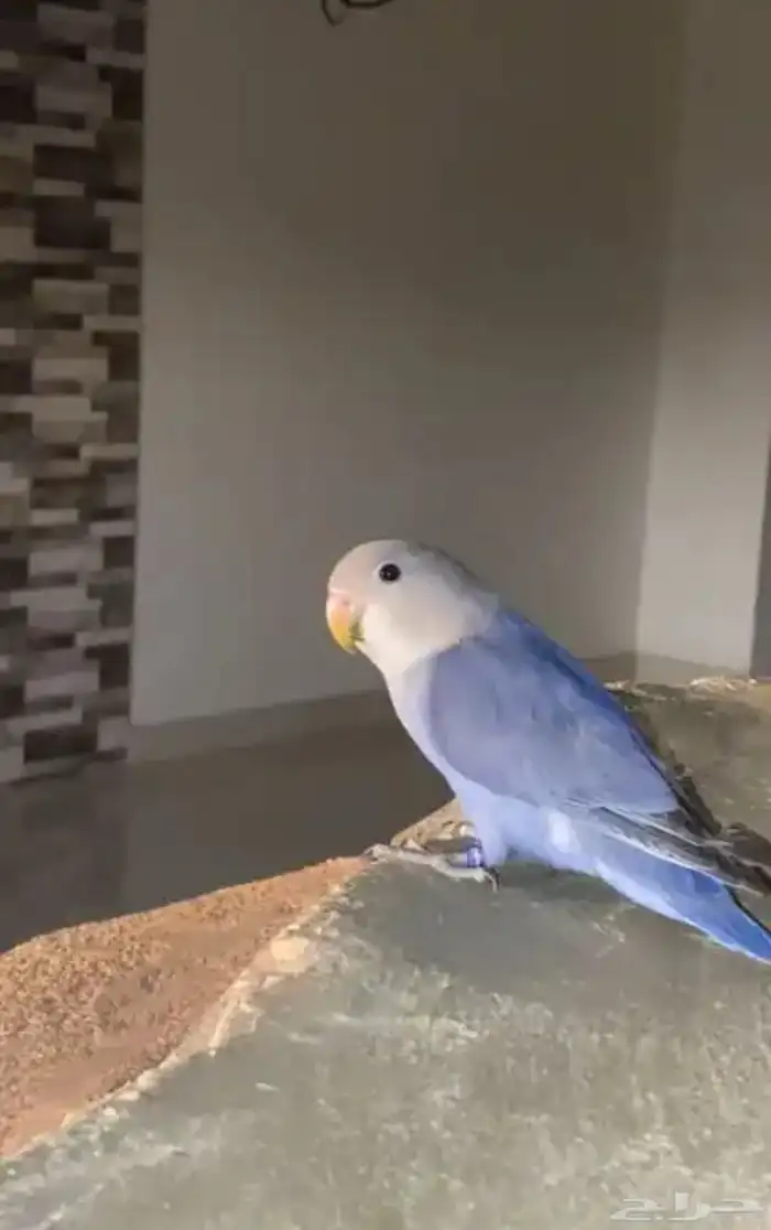طيور روز جميع الالوان 3