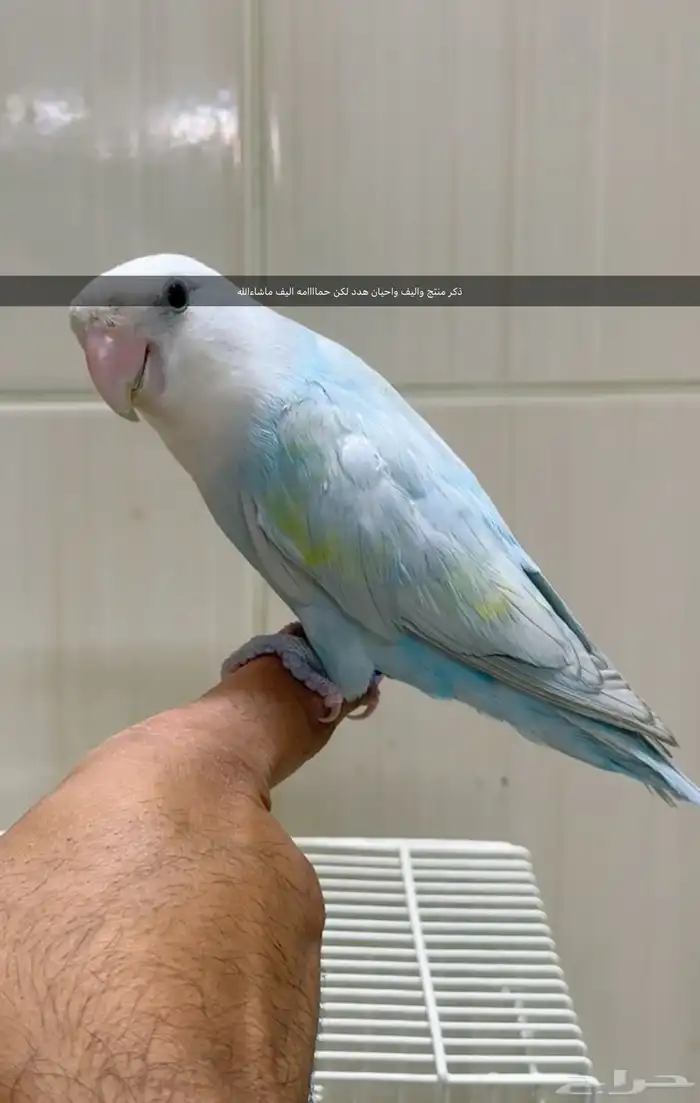 روز اليييف 0