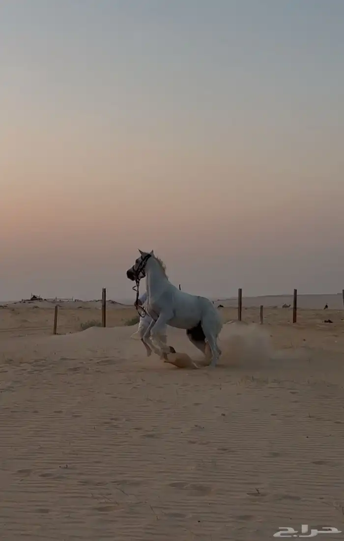 حصان واهو 0