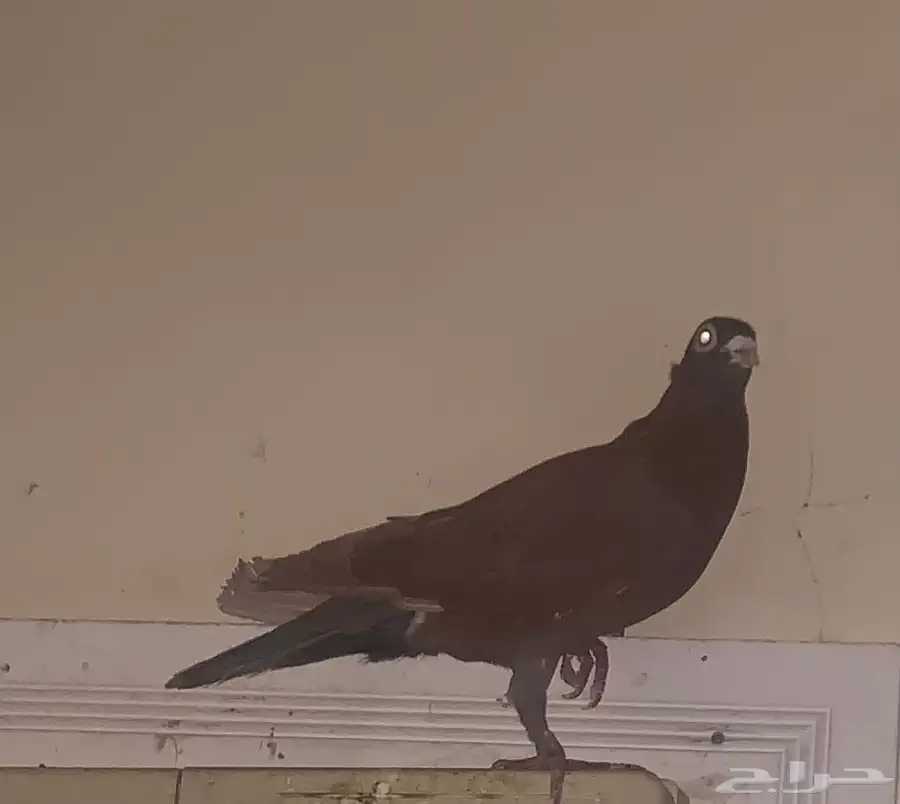 حمام زاجل 3