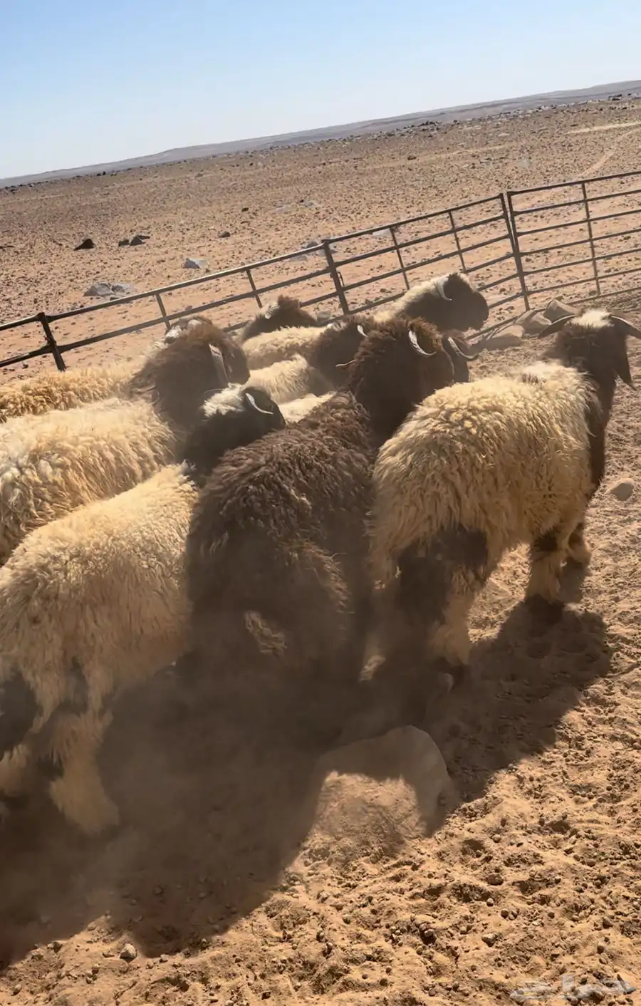 خروف بري بلدي بالصور جملة وتفريد 2