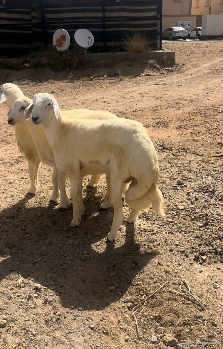 للبيع خرفان مبادي ولا مناسبات ولا ذبايح ثلاجه 1