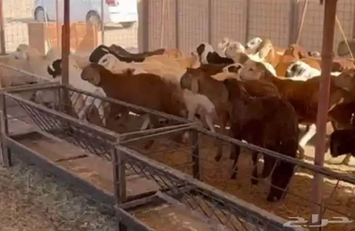 طليان سواكني مرابي جميع الأحجام 4