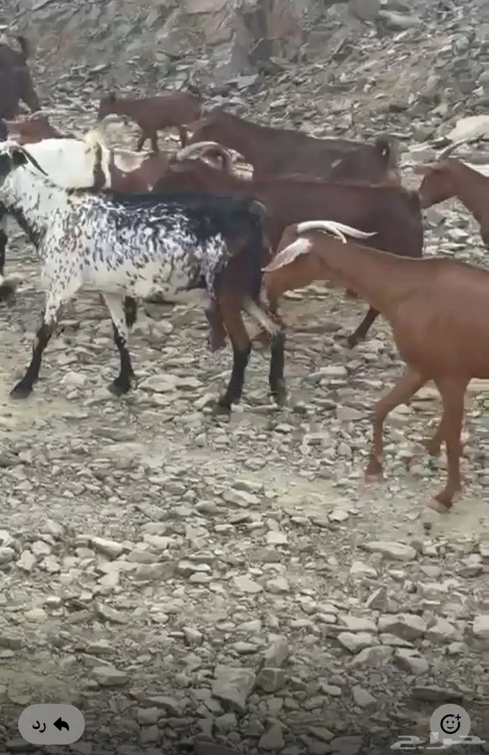 ماعز بلدي 1