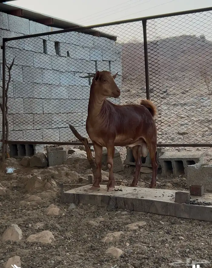 تيس مشروع فحل 0