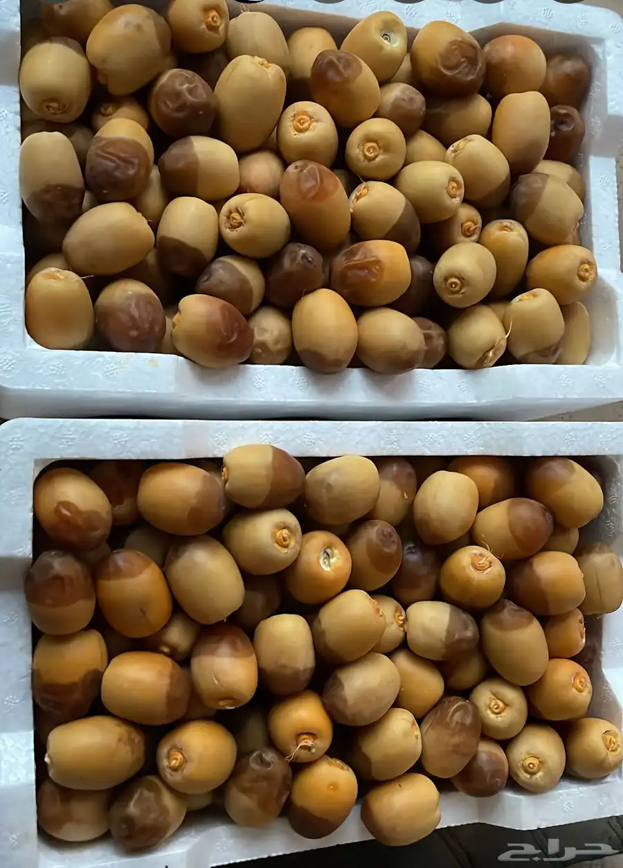 المدينه المنوره 0