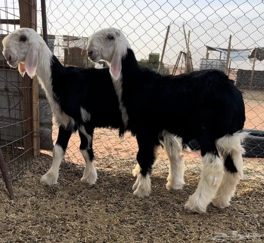 طليان نجد خصم 5
