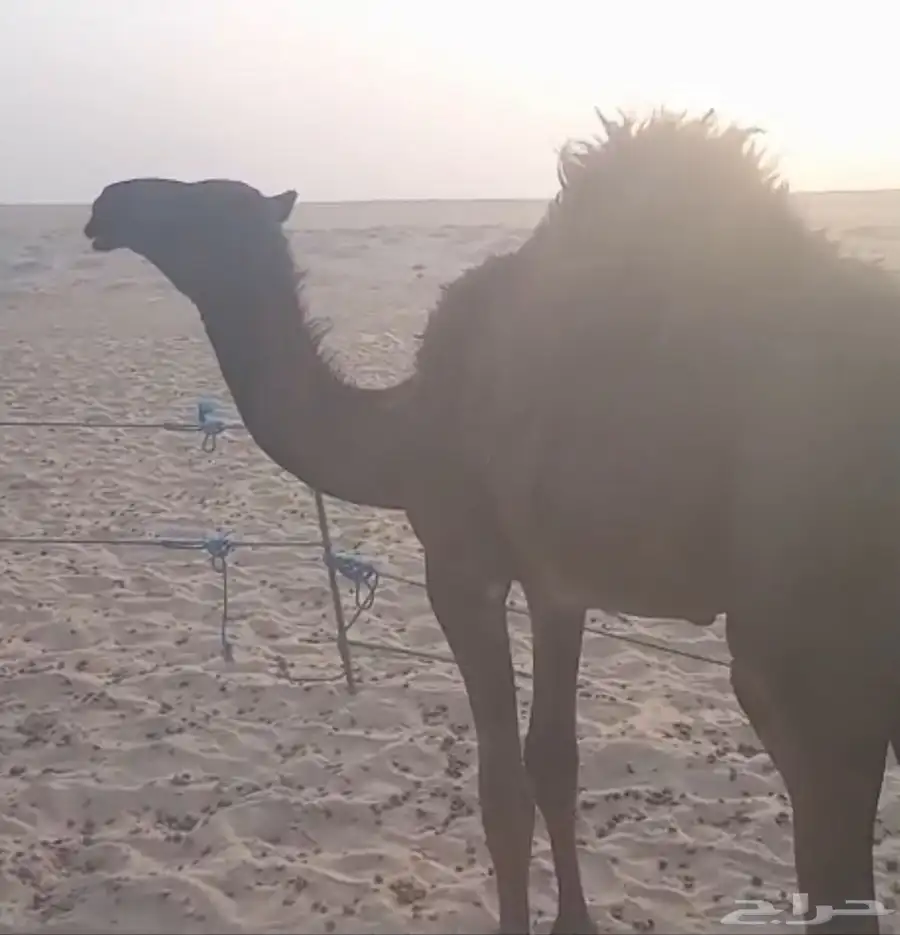 للبيع قعود مقصب 1