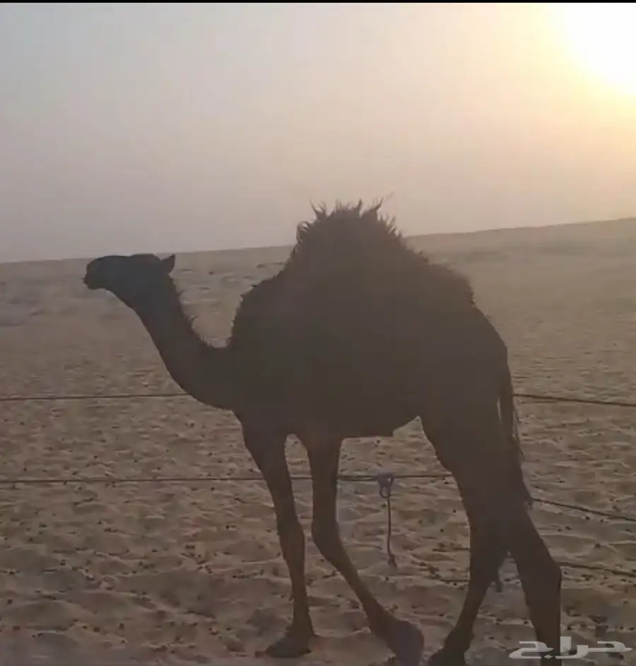 للبيع قعود مقصب 0