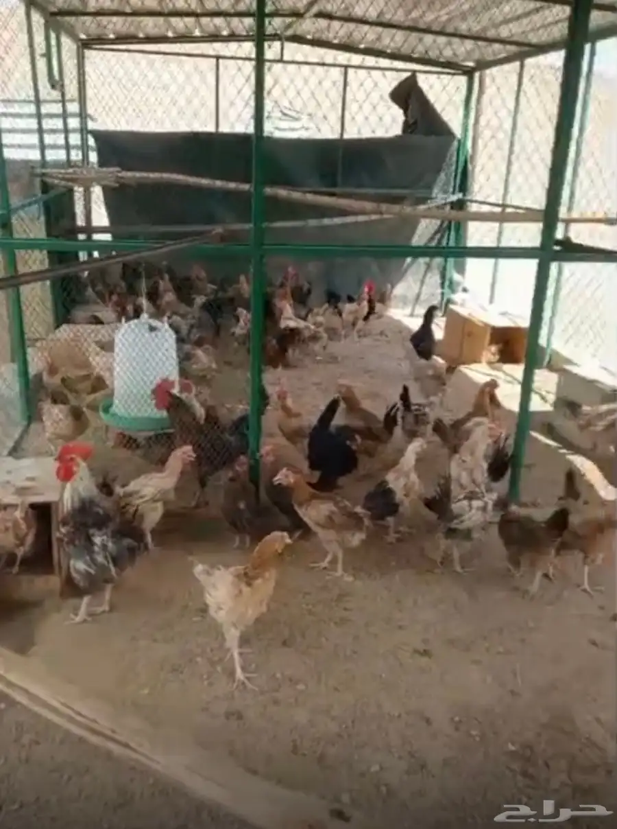 بيض بلدي من المزرعة 1