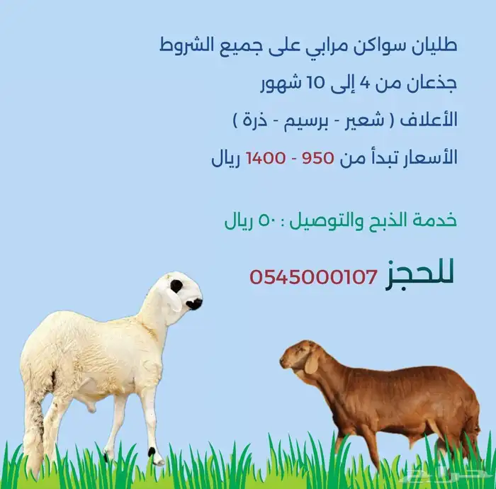 طليان سواكني مرابي جميع الأحجام 0