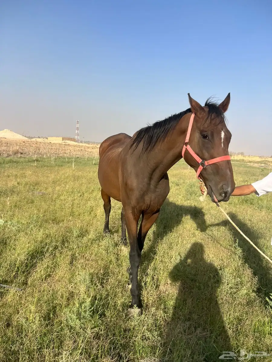 خيل إنجليزي للبيع شرط من كل شي سليم index