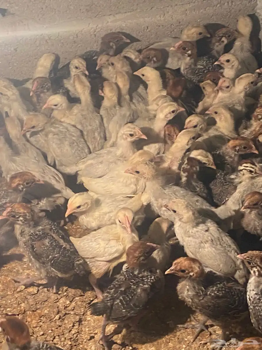 دجاج فيومي عمره فوق الشهرين العدد مفتوح 1